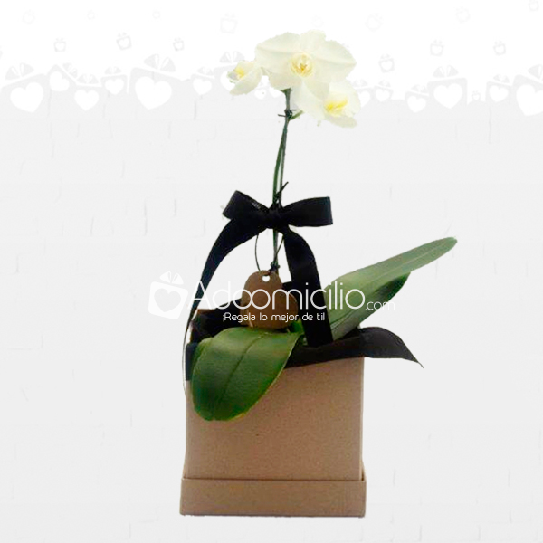 Caja de Orquídea Natural Blanca individual A Domicilio En Pereira